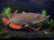 Healthy super red arowana fishes for sale.